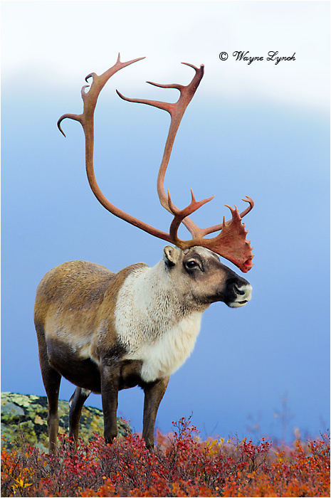Barrenground Caribou Bull 116  by Dr. Wayne Lynch &copy;